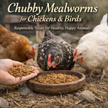 Why We Added Chubby Mealworms for Chickens and Birds | Dalo Acres