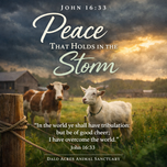 John 16:33 Devotional: Peace That Holds in the Storm