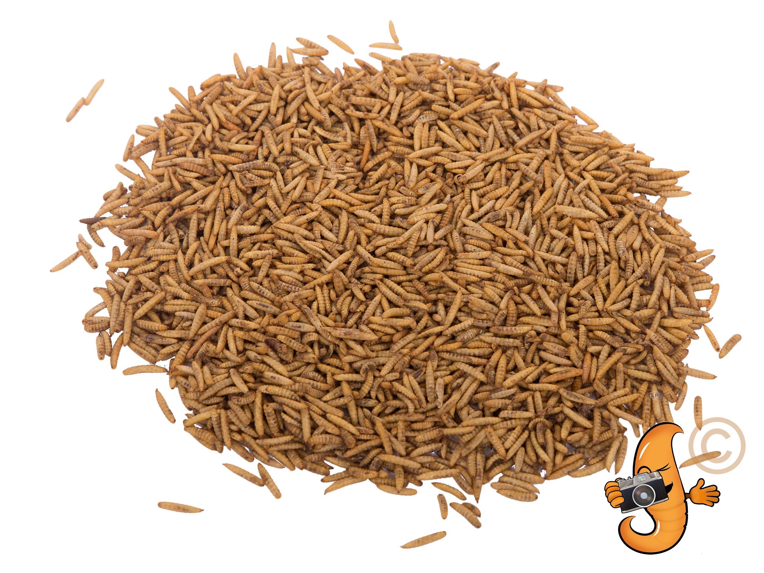 2LB Chubby Dried Black Soldier Fly Larvae - Grown in North America (Montreal) Non-GMO