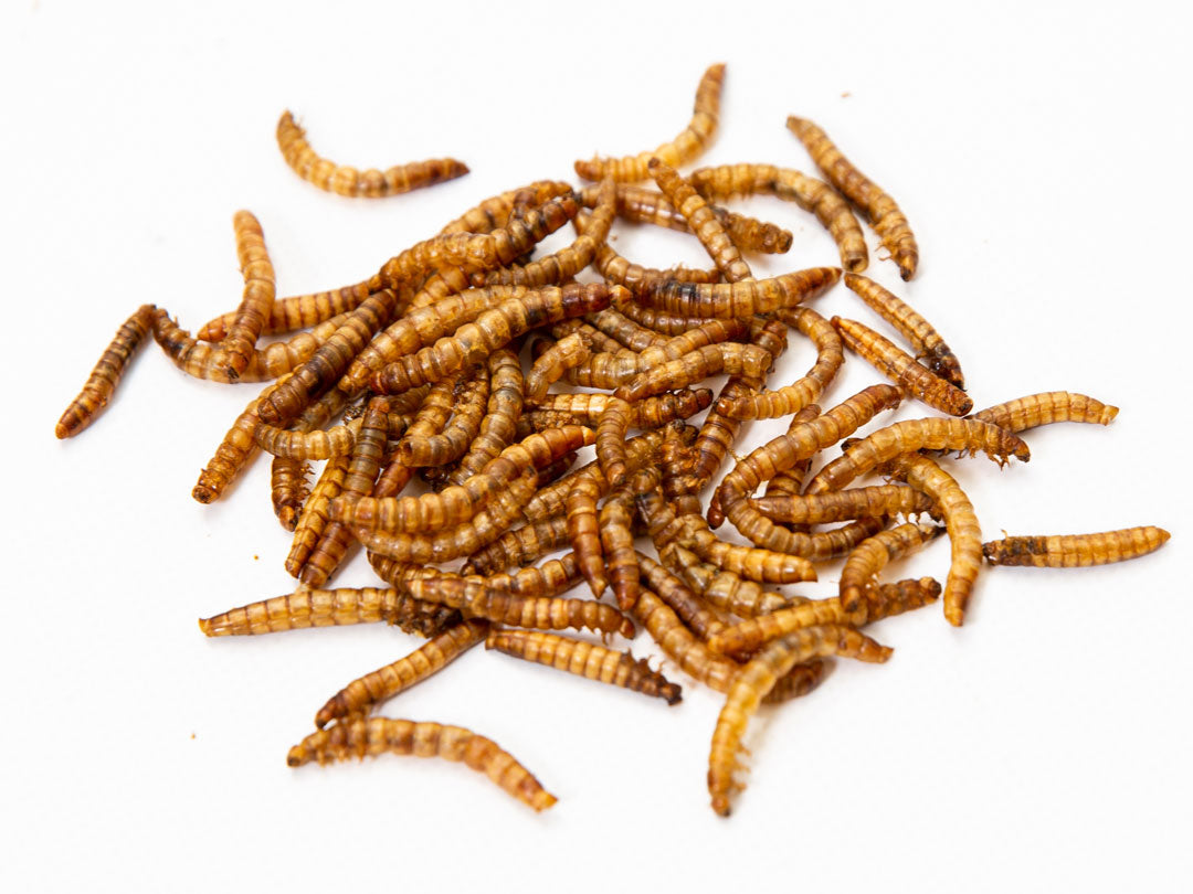 7.5Lbs Chubby North American Dried Mealworms (Montreal Grown) Non-GMO