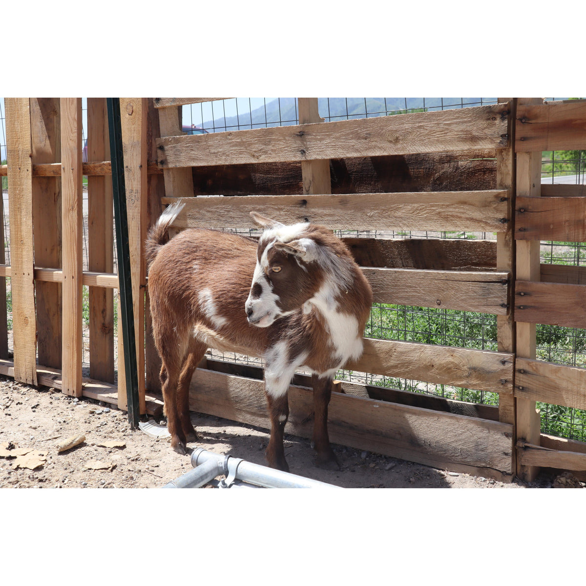 Lefty Memorial Sponsorship | Dalo Acres