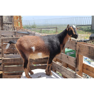 Sponsor Pancho