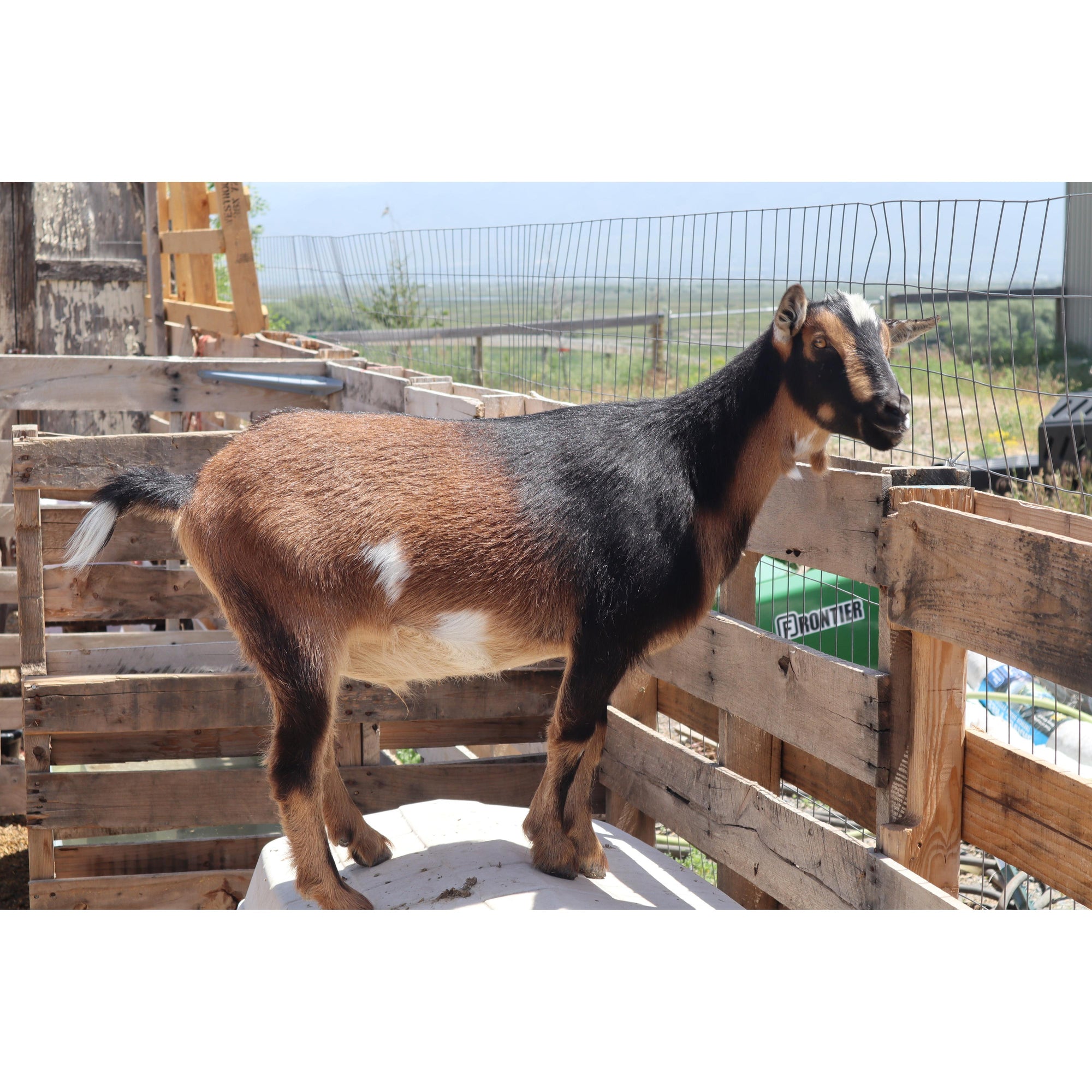 Pancho, one of the first animals at Dalo Acres