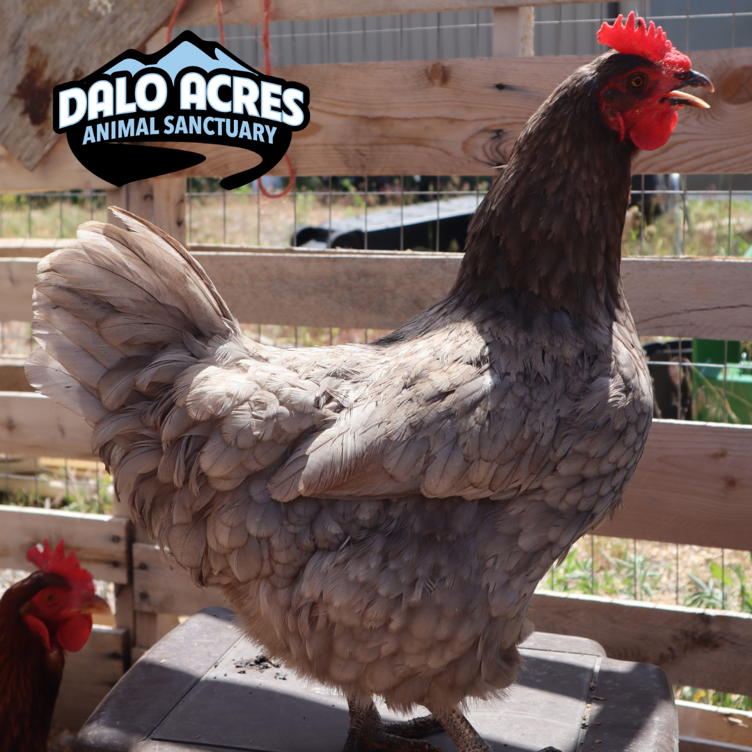 Sponsor the Chickens | Dalo Acres